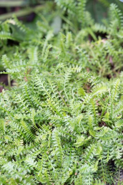 48x Braunes Fiederpolster - Leptinella squalida | 10-25cm | Ø9cm