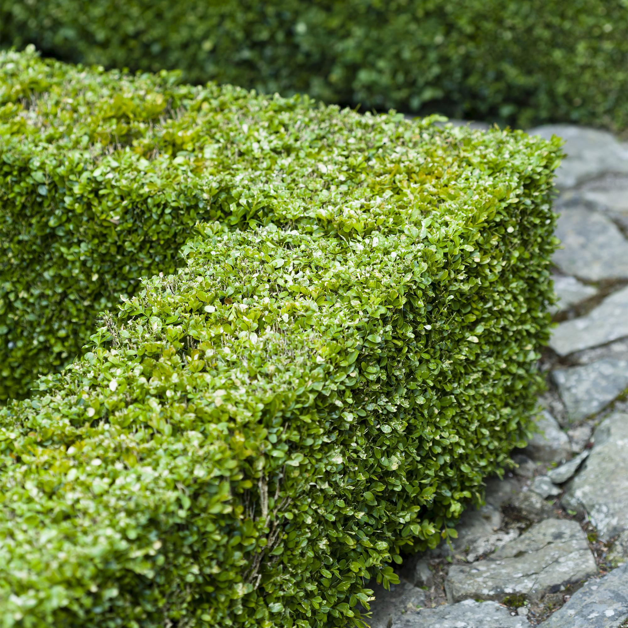 6x Buchsbaum - Buchs - Buxus sempervirens | 6 Pflanzen - 1 laufender Meter | Topf 17cm- Höhe 45cm