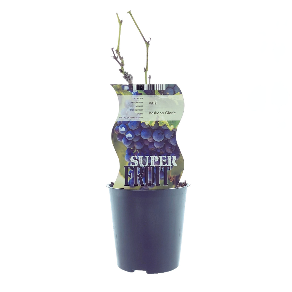 Tafeltraube 'Boskoop Glory' - Vitis Boskoop Glory (Blaue Traube) | Ø12cm - 30cm