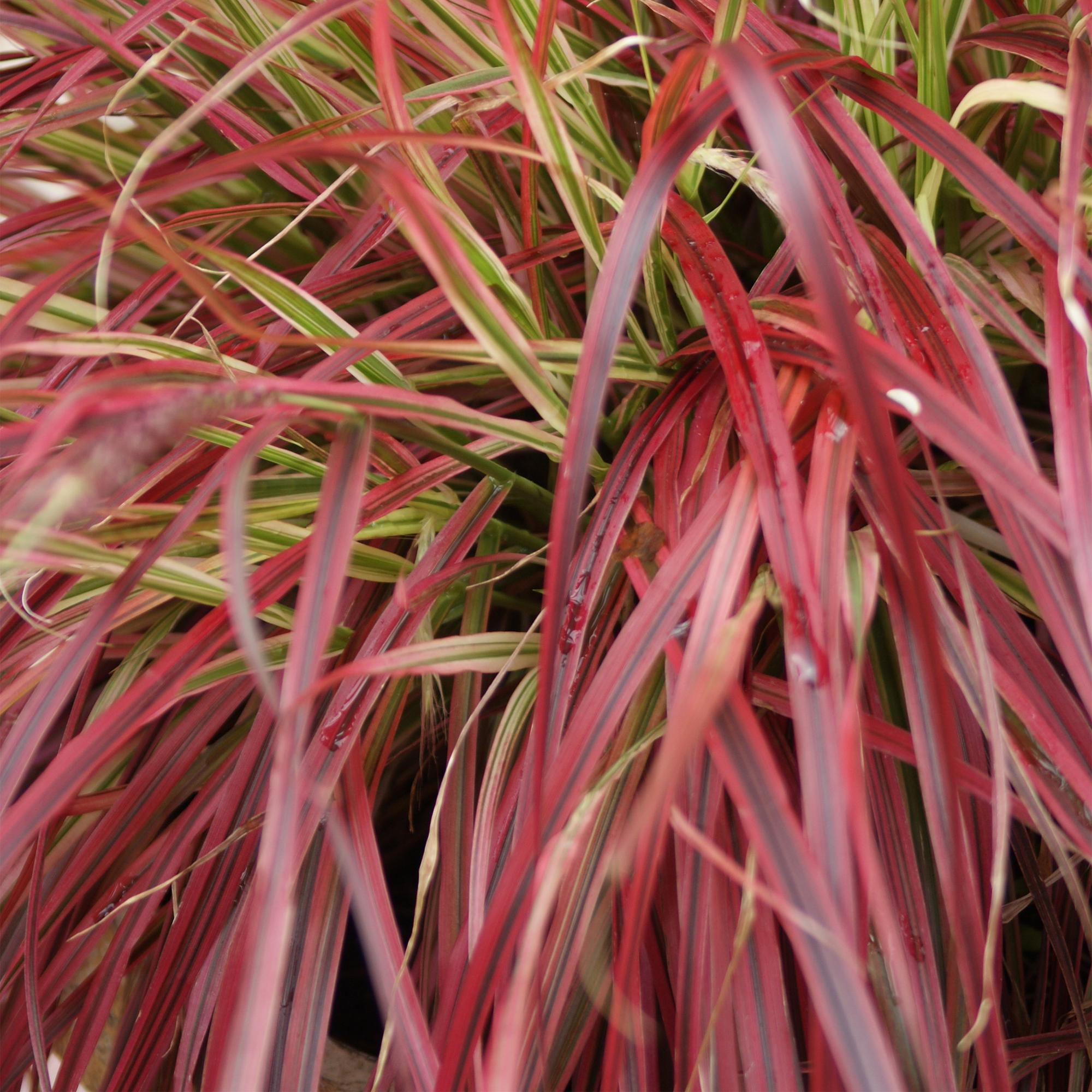 4x Rotes Ziergras - Uncinia rubra Everflame | 50 cm | Ø17 cm