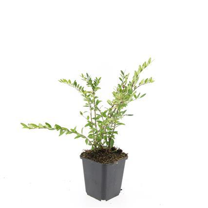 48x Heckenkirsche - Lonicera pileata | 10-25cm | Ø9cm