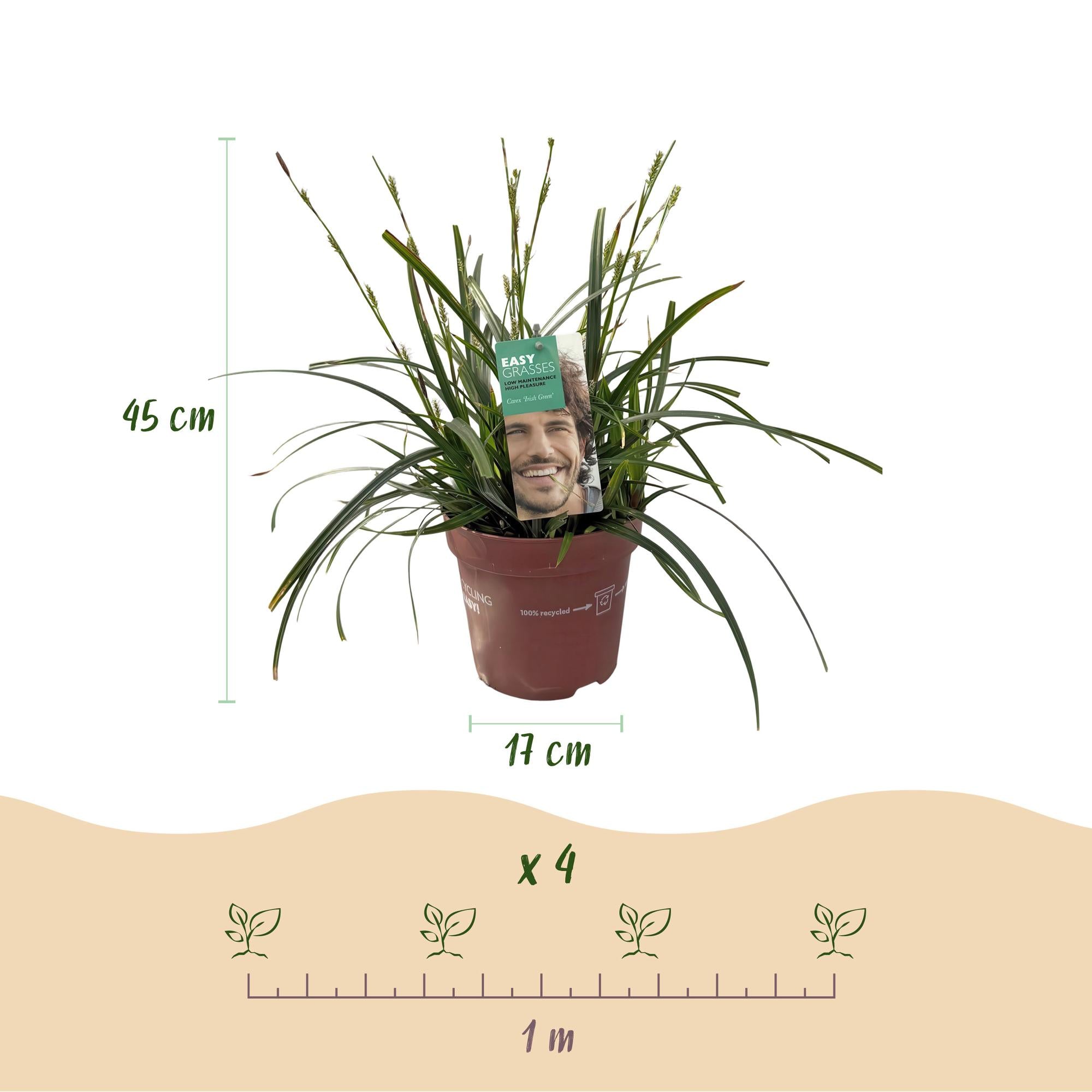 4x Japan-Segge - Carex oshimensis Intense Green | 50 cm | Ø17 cm
