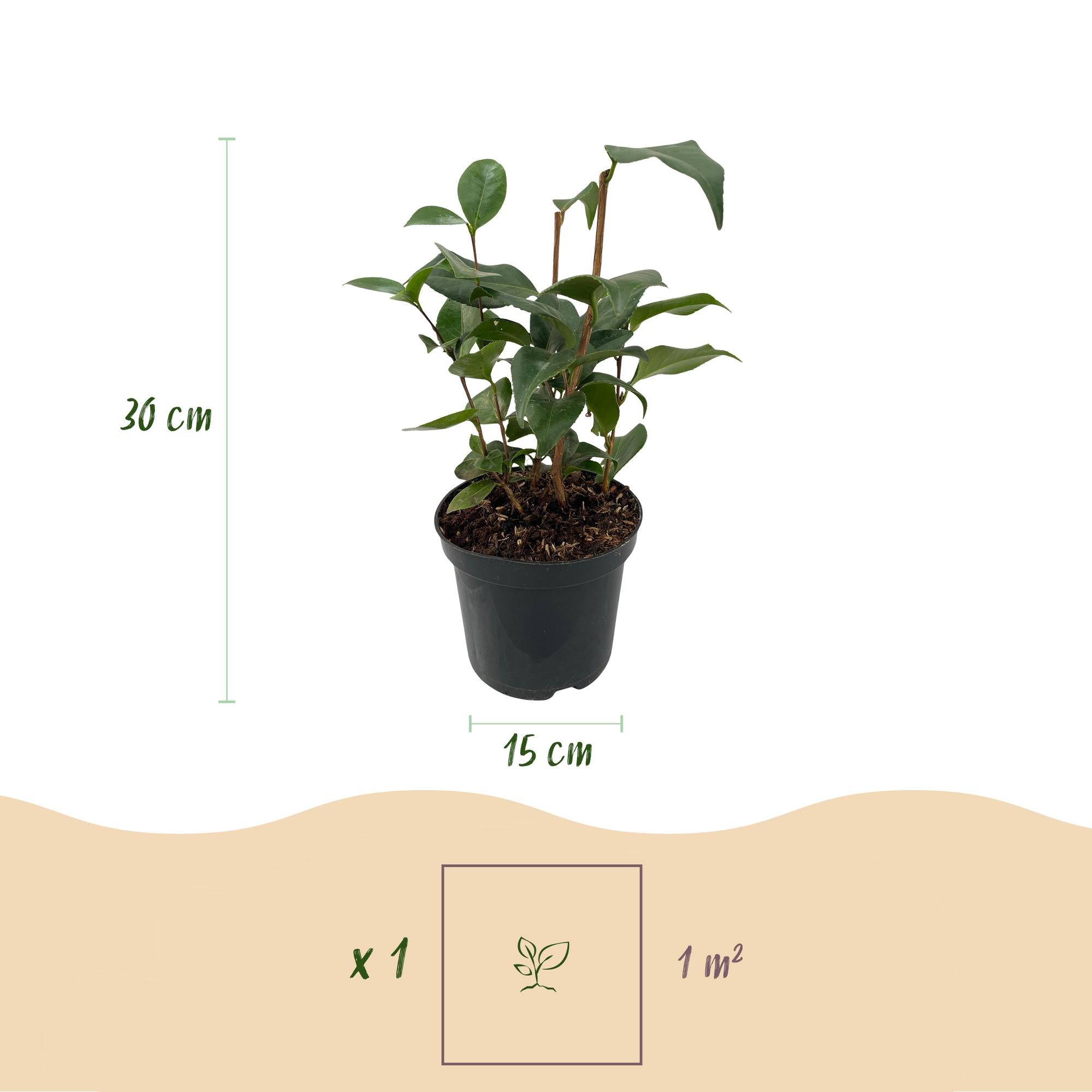Japanische Kamelie - Camelia japonica Tricolour | Topf 15cm Höhe 30cm