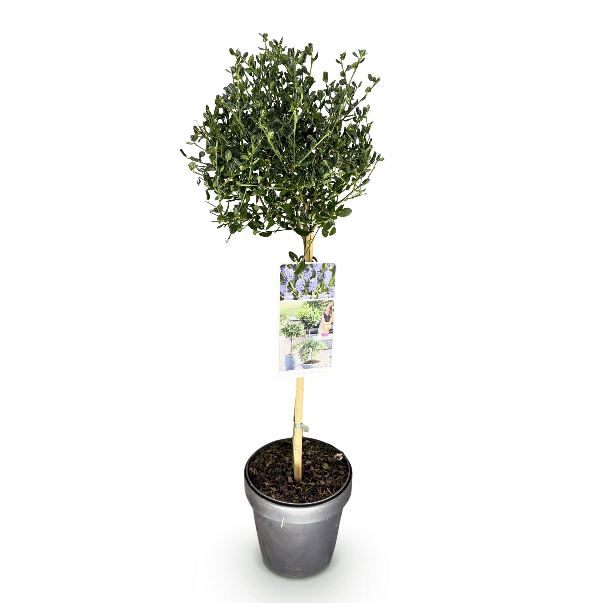 Kalifornischer Flieder – Ceanothus impressus 'Victoria' | 90 cm | Topfdurchmesser 19 cm