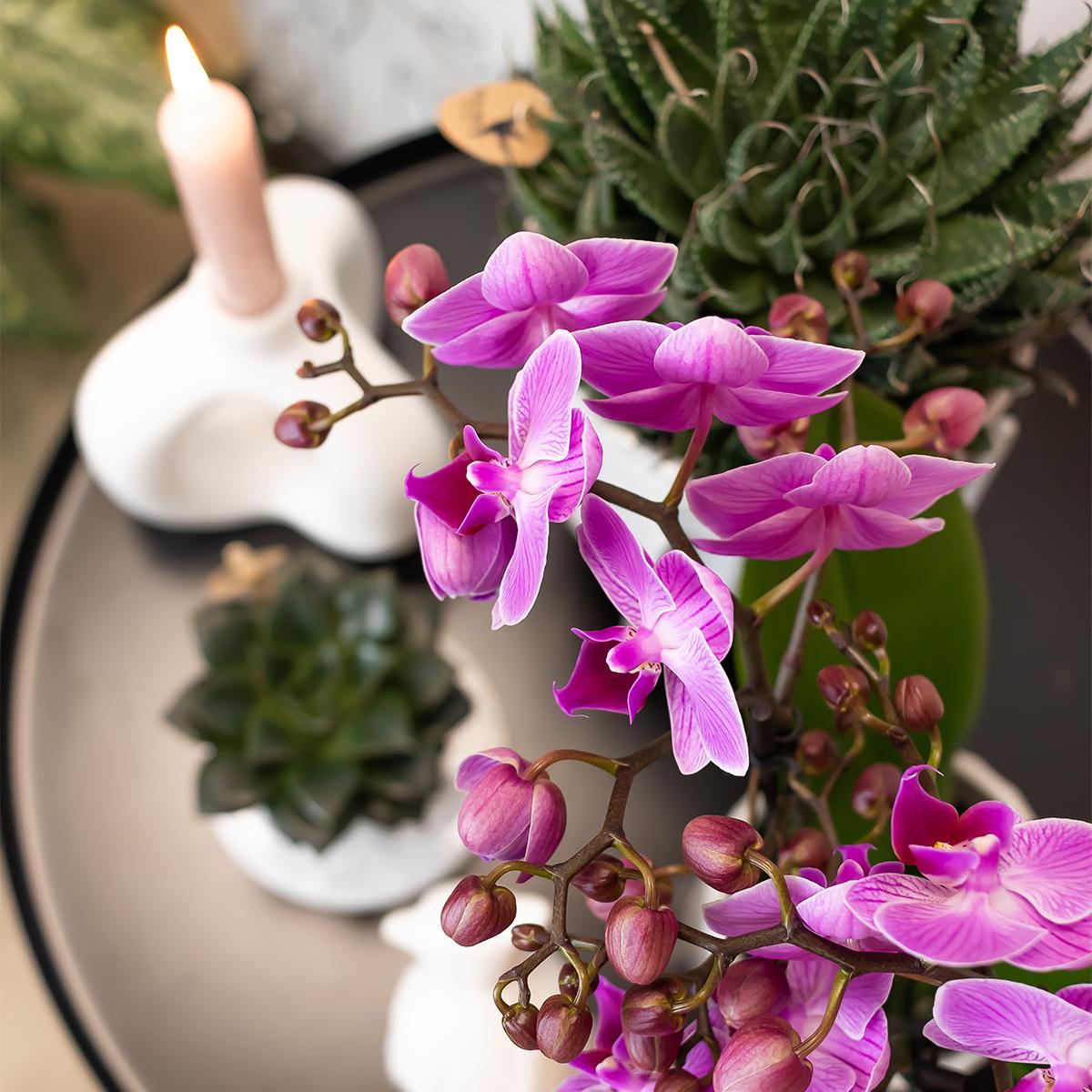 Lila/rosa Phalaenopsis Orchidee - Mineral Vienna - Topfgröße Ø9cm | blühende Zimmerpflanze - frisch vom Züchter