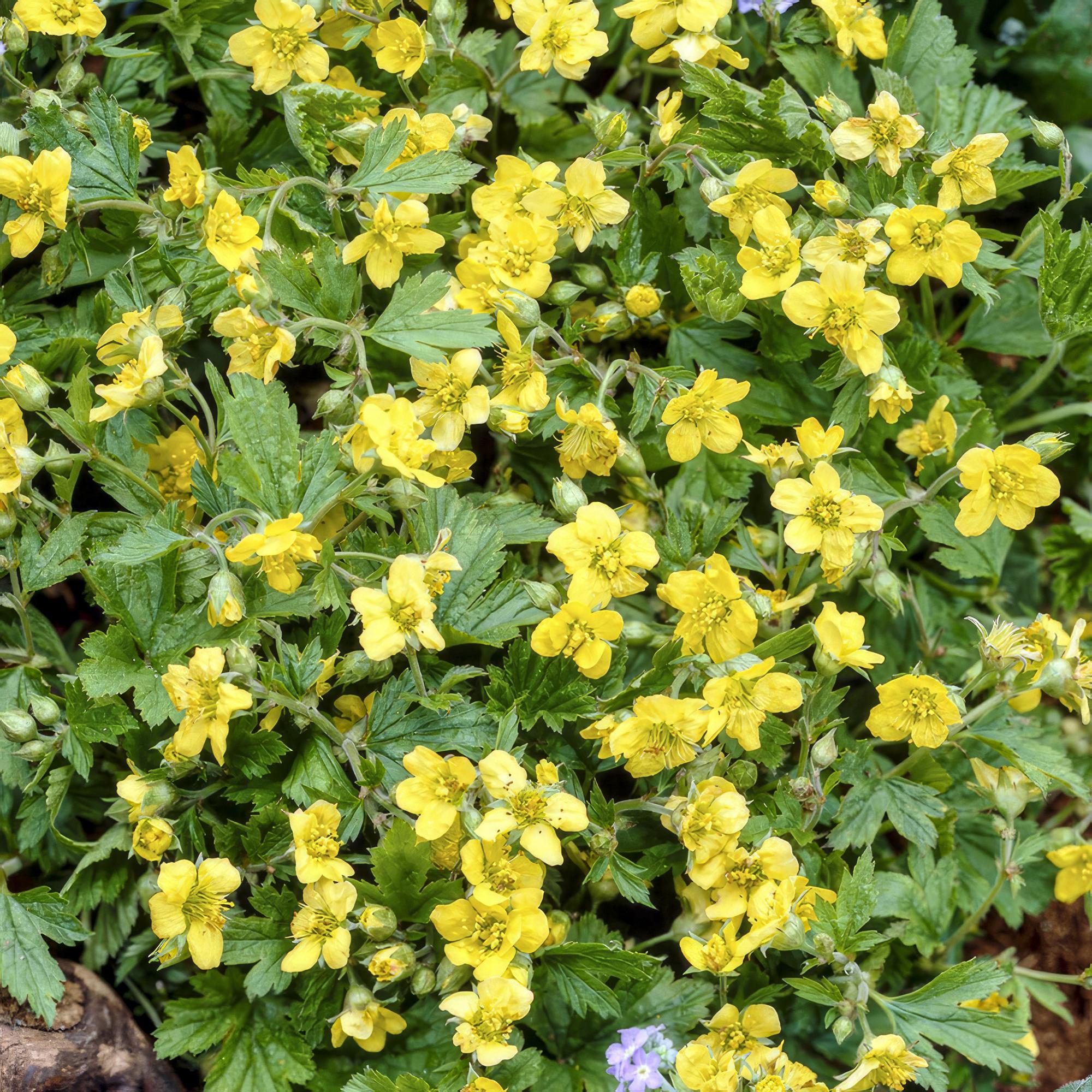 48x Golderdbeere Waldsteinia - Waldsteinie | 10-25 cm | Ø9 cm