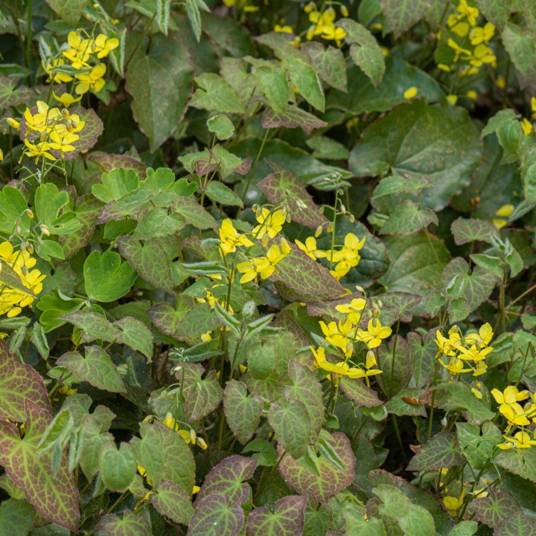 12x Elfenblume - Epimedium perralchicum ‘Frohnleiten’ | 10-25 cm | Ø9 cm