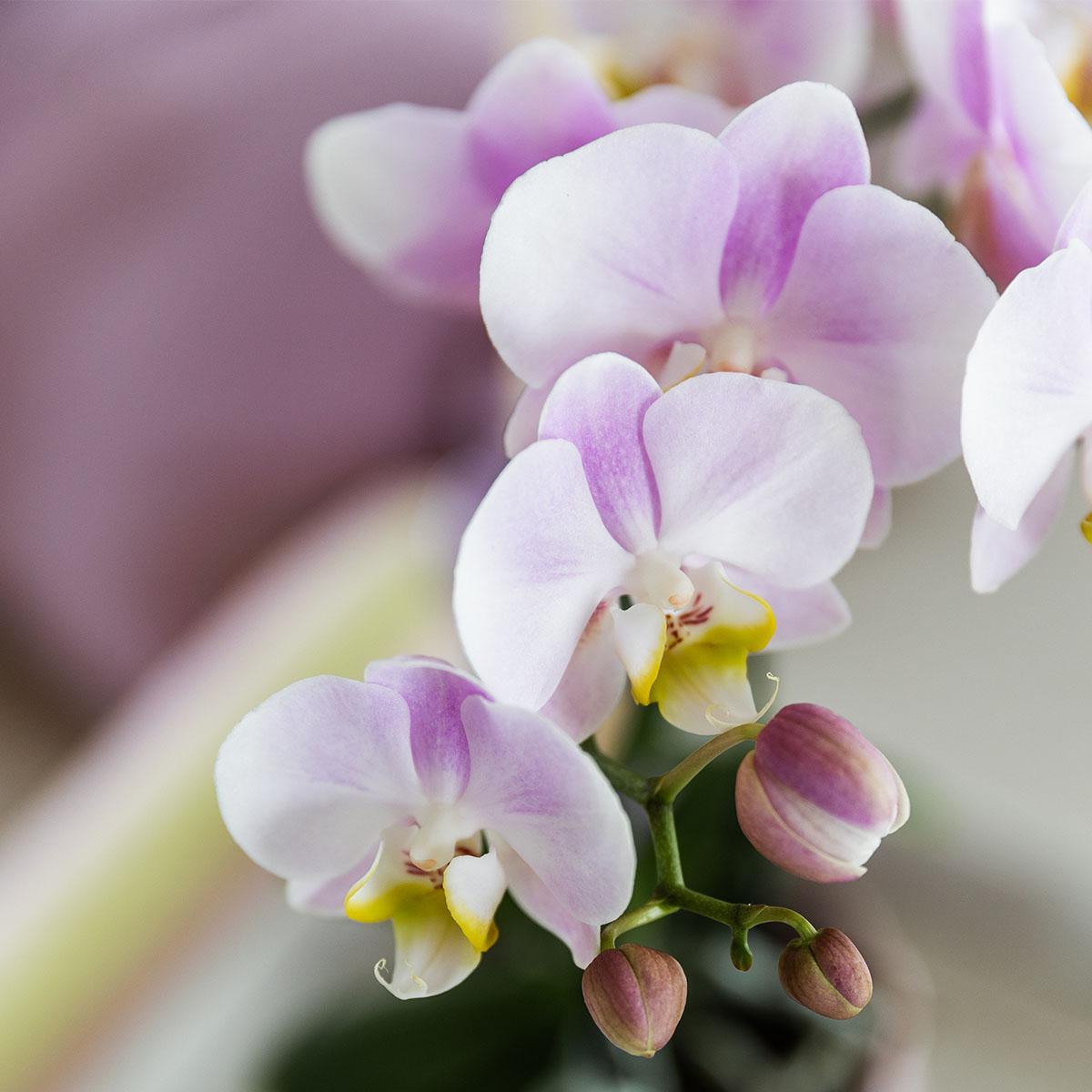 Rosa Phalaenopsis Orchidee - Portugal - Topfgröße Ø9cm | Blühende Zimmerpflanze - Frisch vom Züchter