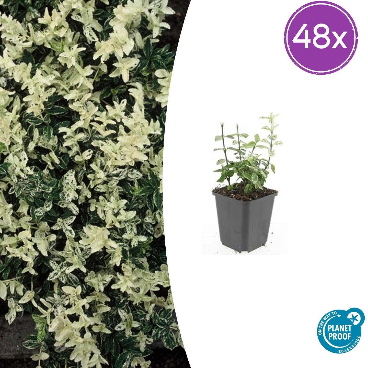 48x Bunter Spindelstrauch - Euonymus fort. 'Harlequin' | 10-25cm | Ø9cm