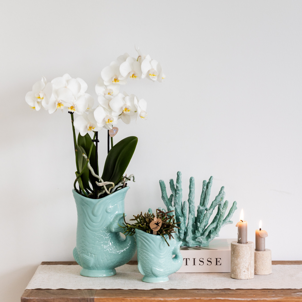 Weiße Phalaenopsis-Orchidee - Amabilis - Topfgröße Ø9cm | blühende Zimmerpflanze - frisch vom Züchter