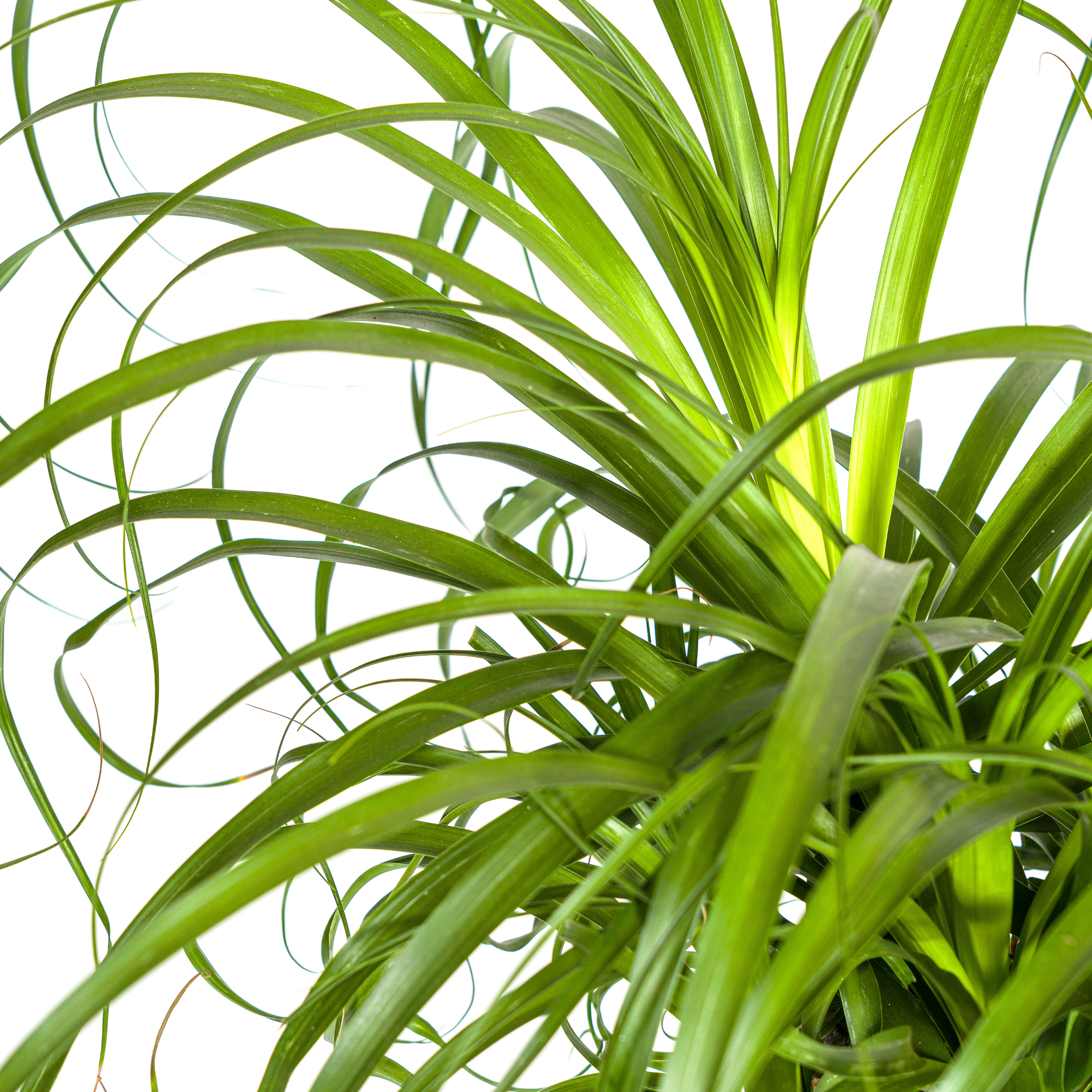 Elefantenfuß – Beaucarnea Recurvata | 80–100 cm | Ø24 cm
