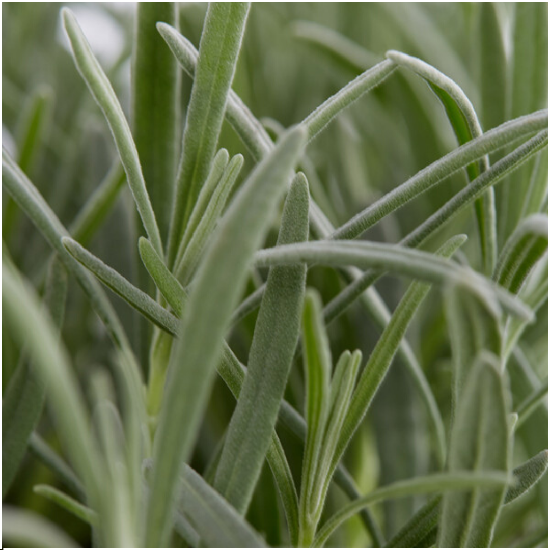 48x Lavendel – Lavandula angustifolia | Ø 7 cm | ca. 15 cm