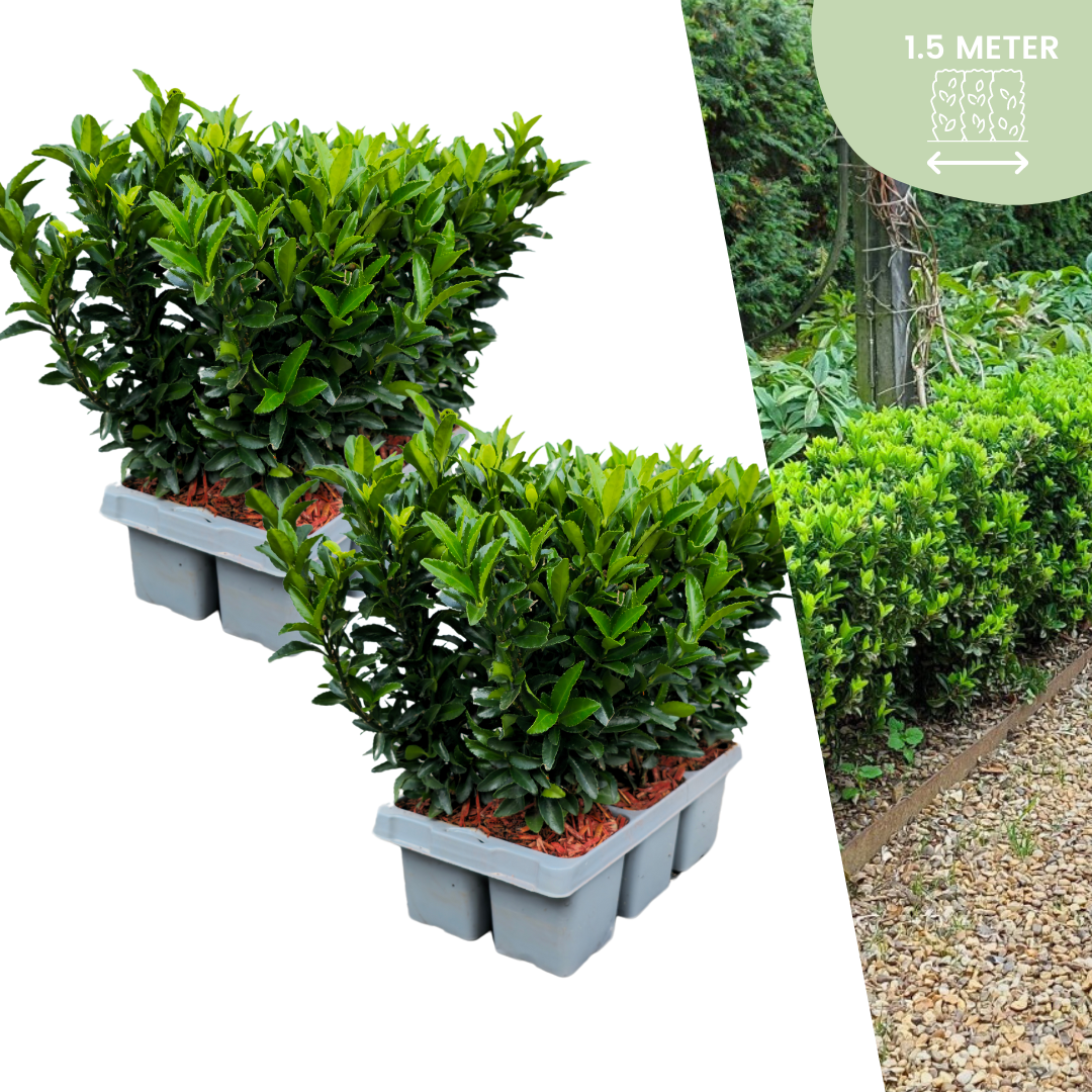 12x Spindelstrauch 'Green Spire' – Euonymus japonicus | Für 1,5 Meter Hecke | 15 cm hoch | Ø7 cm Topf