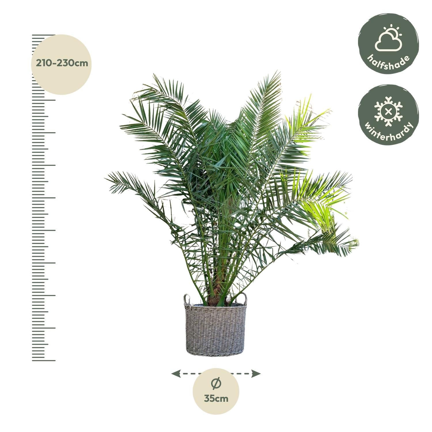 Kanarische Dattelpalme – Phoenix canariensis | 300cm | Ø50cm