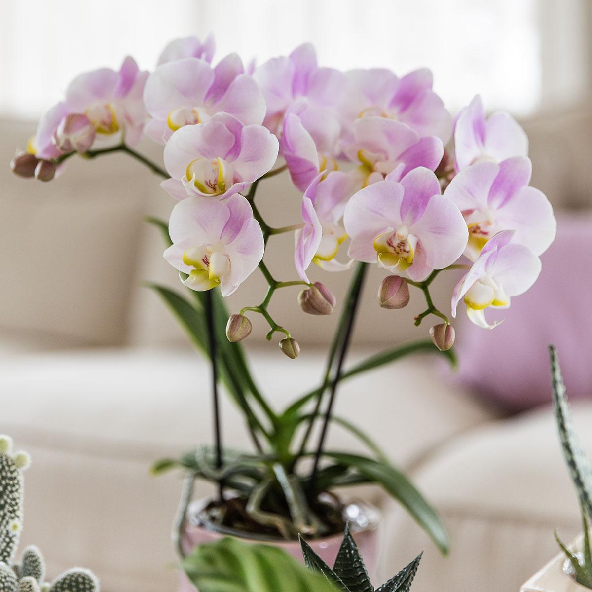 Rosa Phalaenopsis Orchidee - Portugal - Topfgröße Ø9cm | Blühende Zimmerpflanze - Frisch vom Züchter