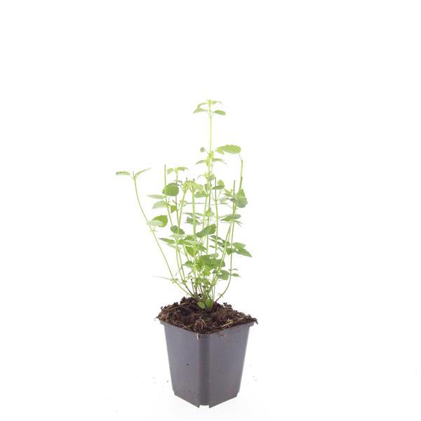 24x Duftnessel - Agastache 'Black Adder' | 10-25cm | Ø9cm