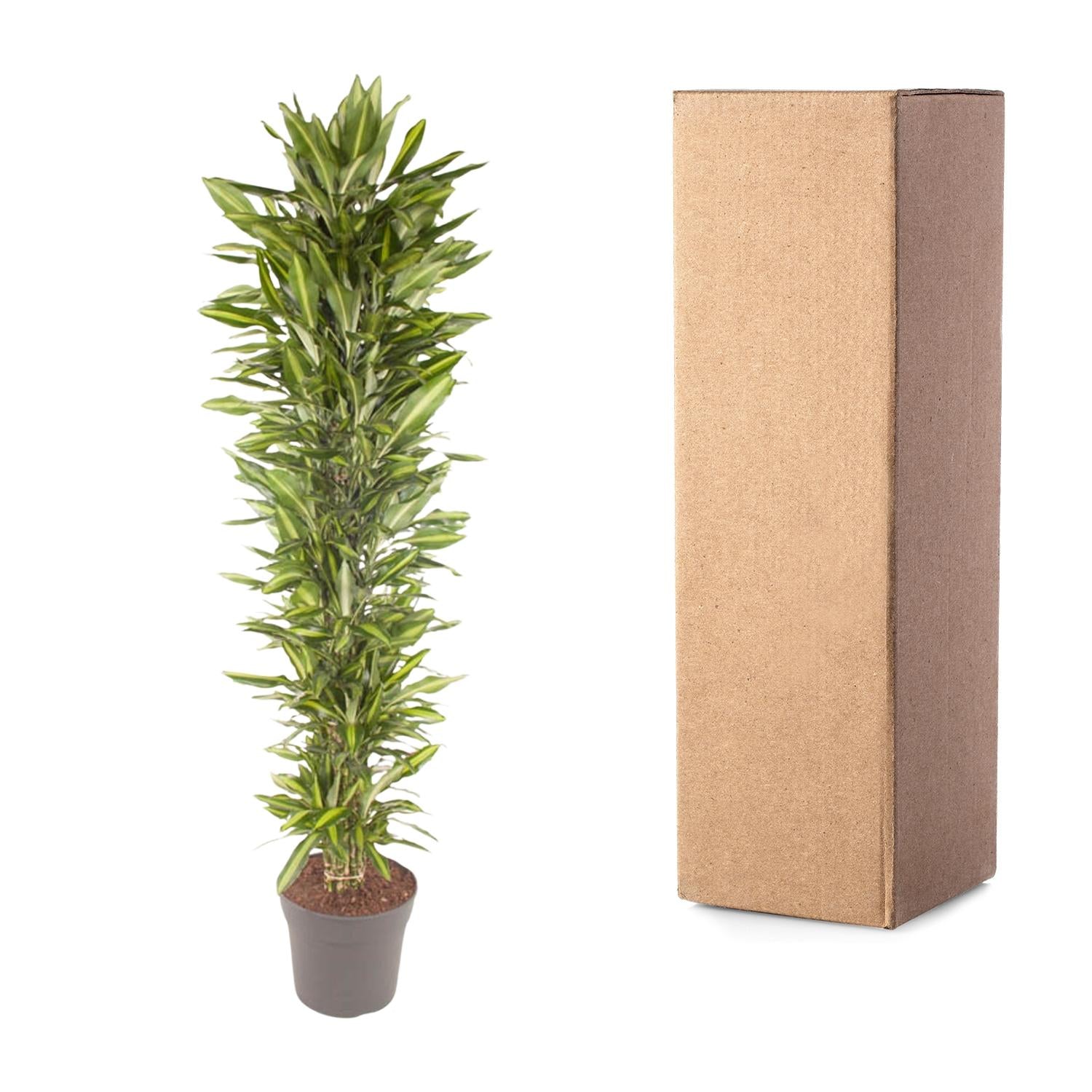 Drachenbaum verzweigt – Dracaena Cintho | 210cm | Ø40cm