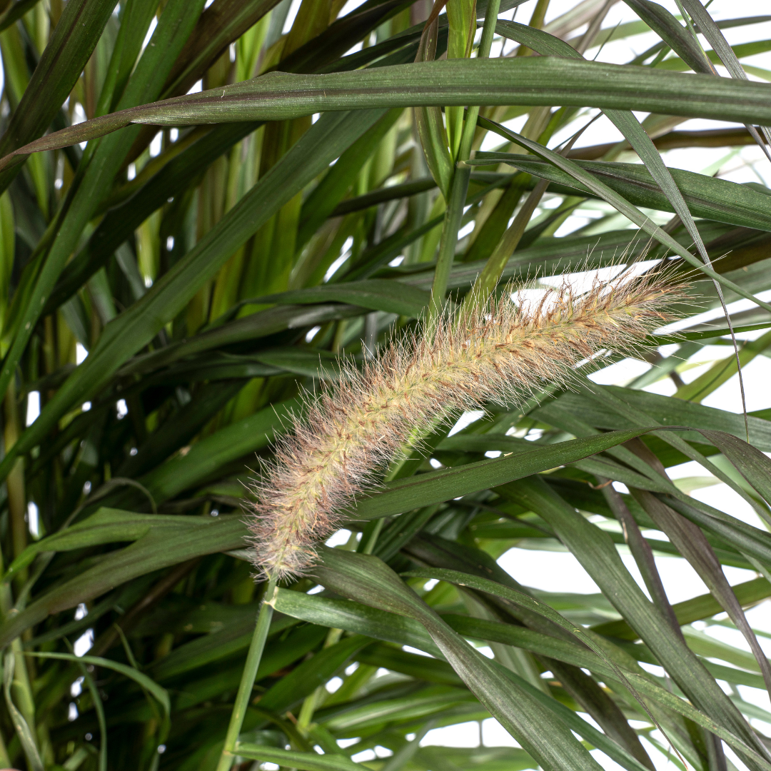 Lampenputzergras 'Chelsea' – Pennisetum x advena | 70–80 cm | Ø27 cm