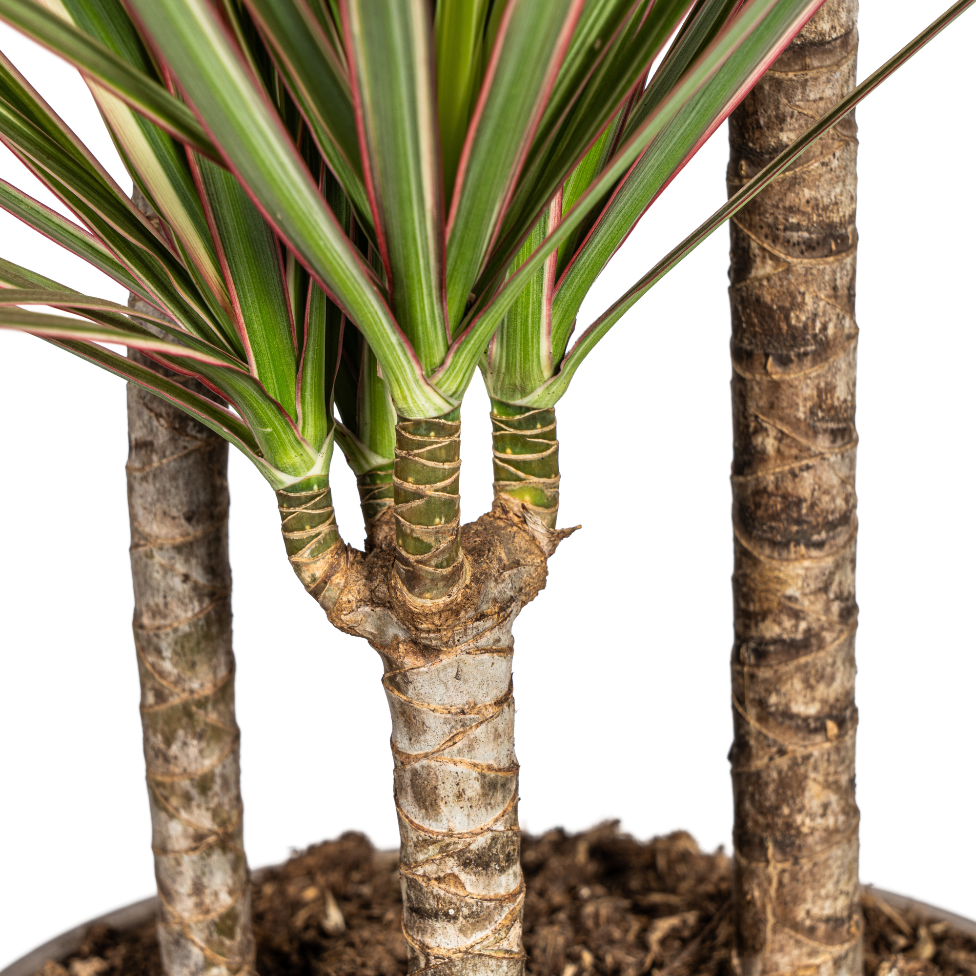Drachenbaum - Dracaena Marginata Bicolor | 110 - 130cm | Ø21cm