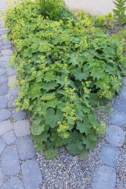 48x Frauenmantel - Alchemilla mollis | ↕10-25cm | Ø9cm