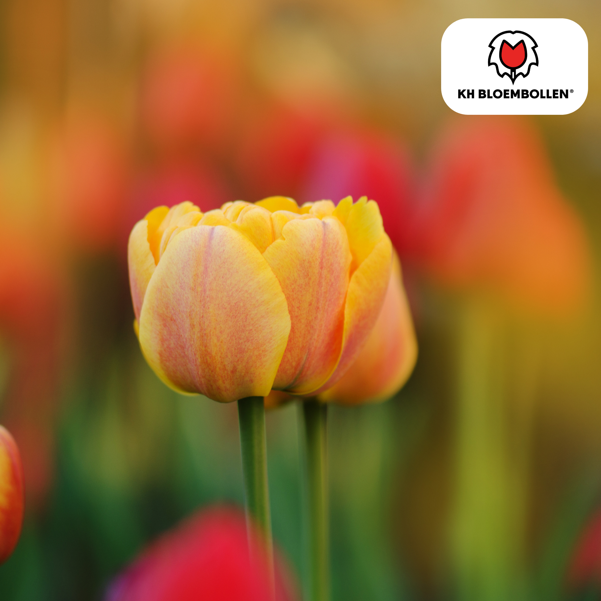 Tulpenzwiebeln Icoon – 20 Stück | Größe 11/12