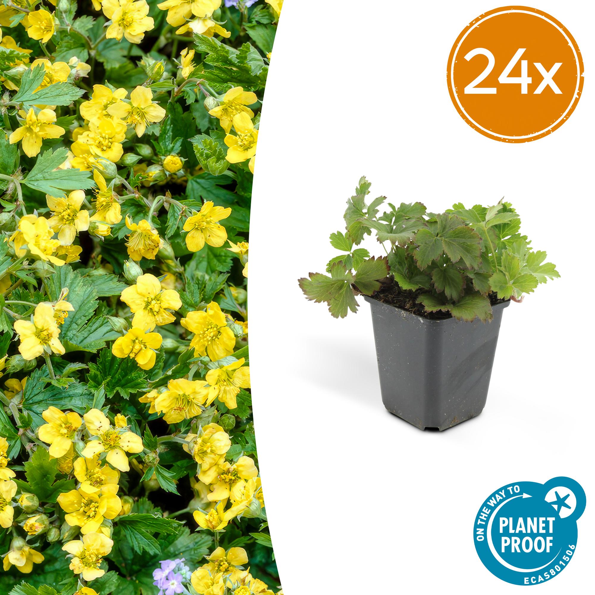 24x Golderdbeere Waldsteinia - Waldsteinie | 10-25 cm | Ø9 cm