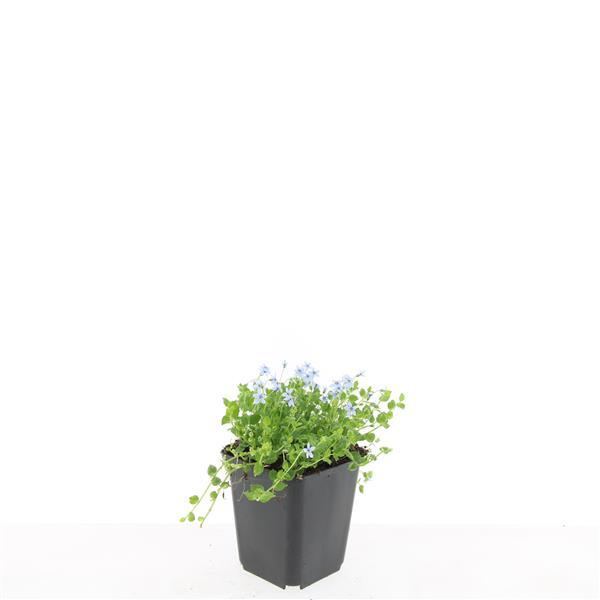 48x Weiße Sumpfglockenblume - Isotoma fluviatilis 'Alba' | 10-25cm | Ø9cm
