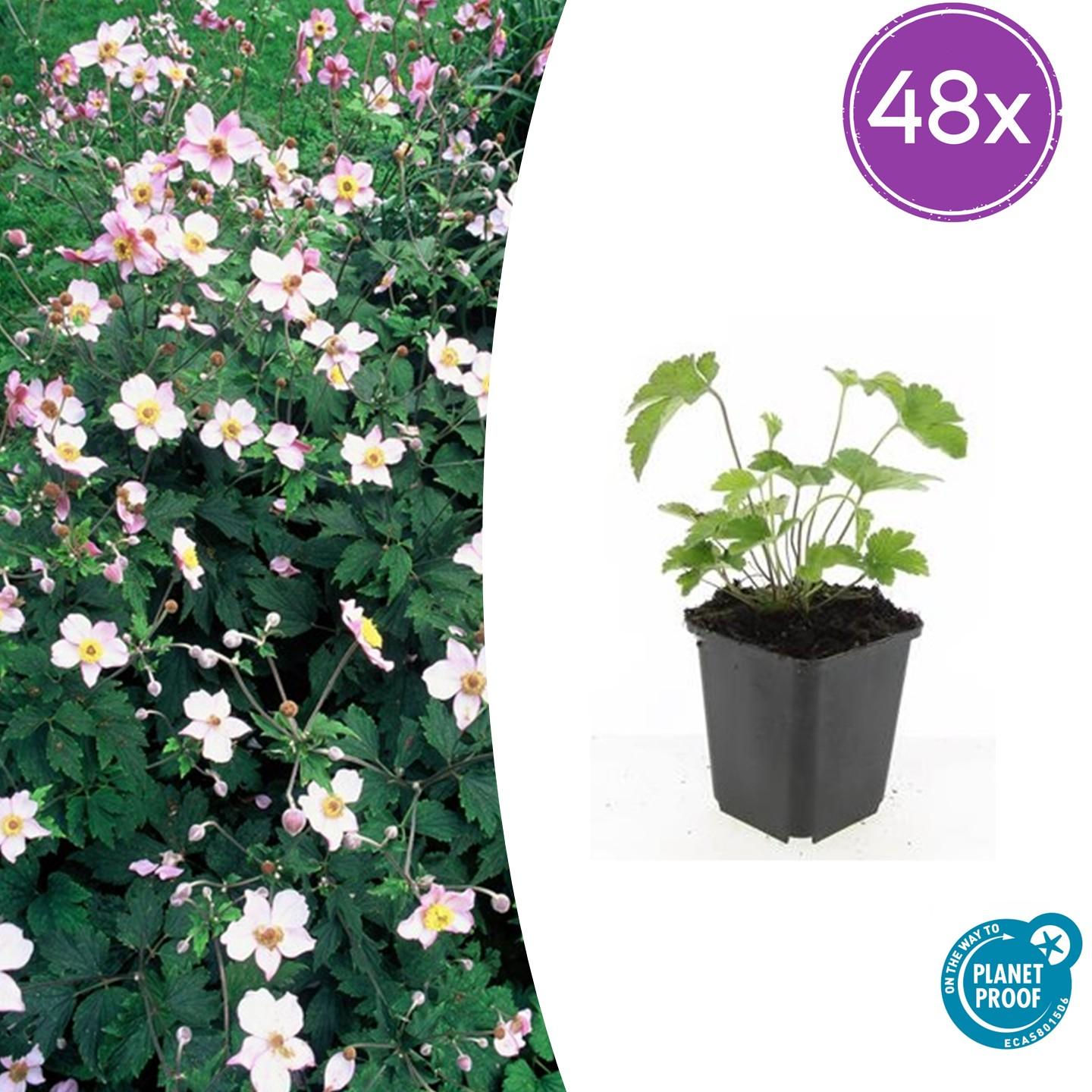 48x Japanische Herbstanemone - Anemone tom. 'Robustissima' | ↕10-25cm | Ø9cm