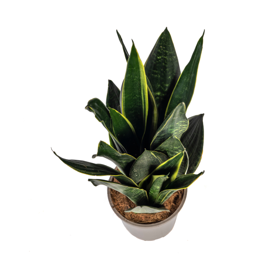 Bogenhanf - Schlangenpflanze - Sansevieria Trifasciata Futura Black | 45 - 55cm | Ø17cm