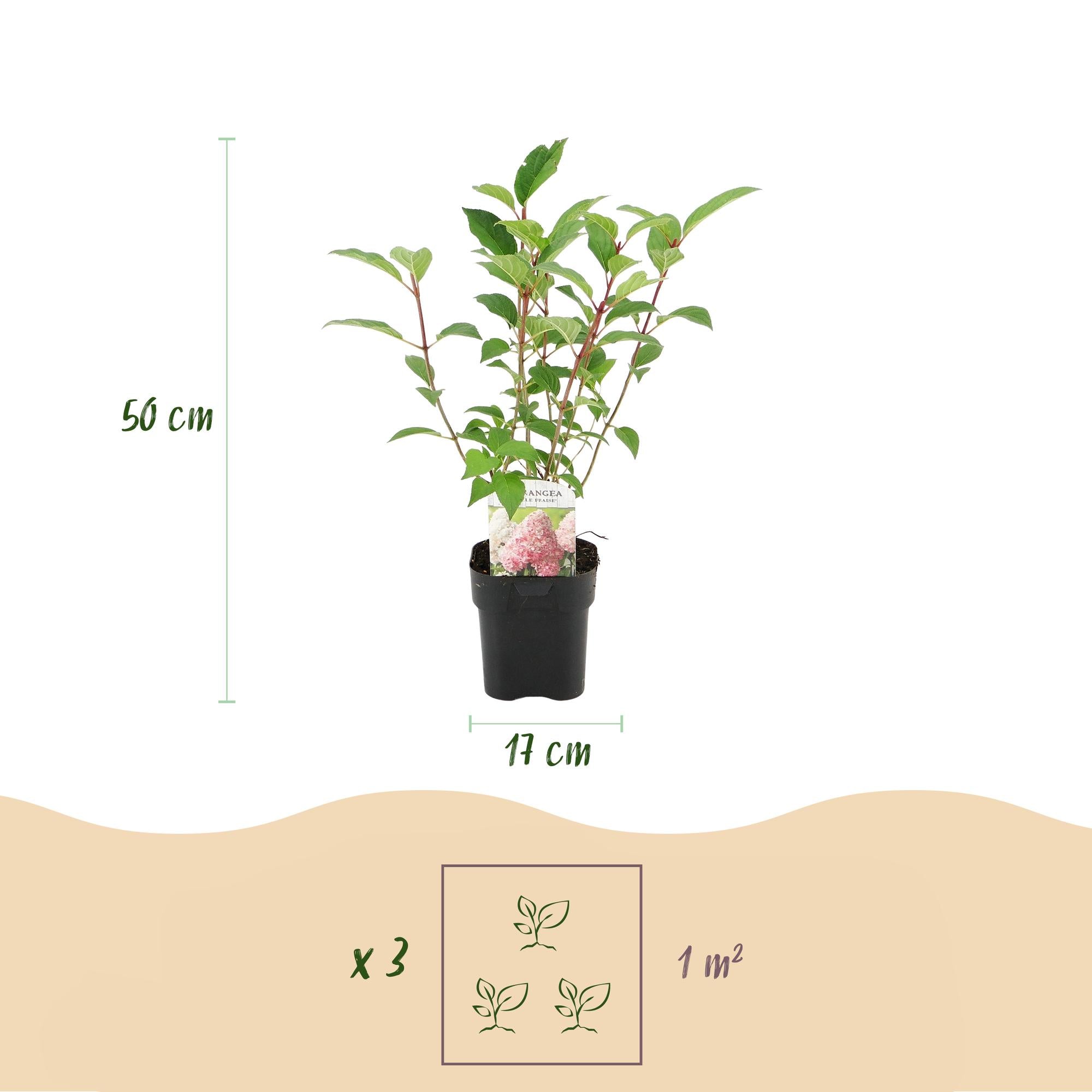 Rispenhortensie 'Vanille Fraise' - Hydrangea panniculata Vanille Fraise | Topf 17cm Höhe 50cm