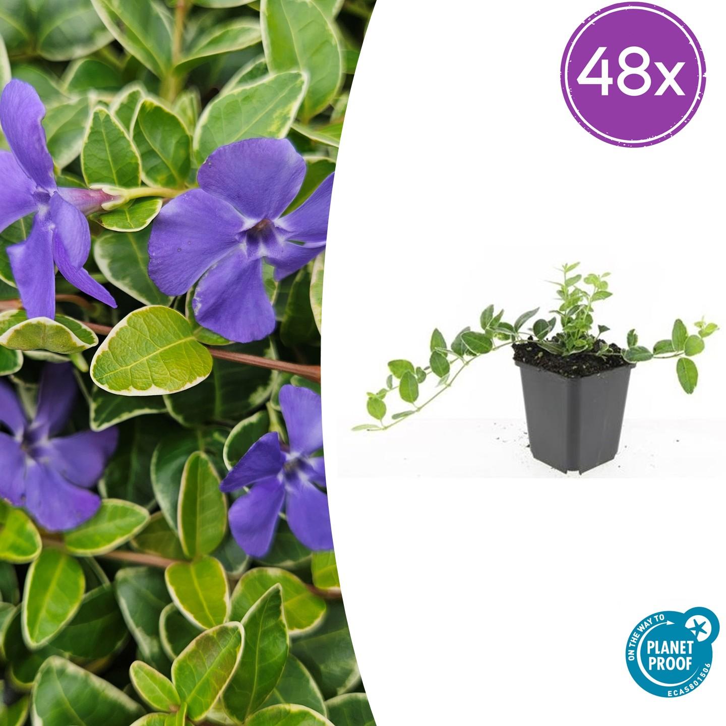 48x Kleinblütiges Immergrün - Vinca minor 'Ralph Shugert' | 10-25 cm | Ø9 cm